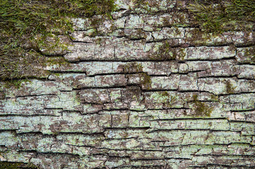 tree bark texture