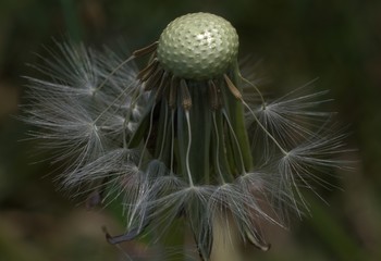 Close up of bald dandelion head with some seeds left