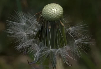 Rolgordijnen Close up of bald dandelion head with some seeds left © Antony Robinson