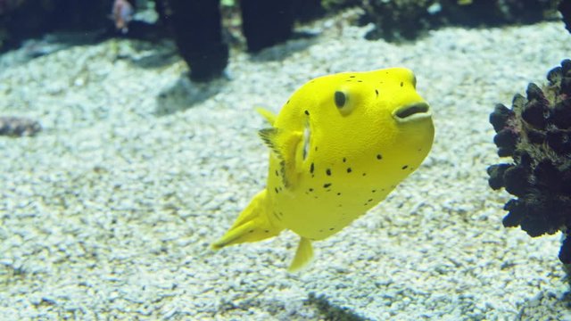 Yellow fugu fish in a large aquarium
