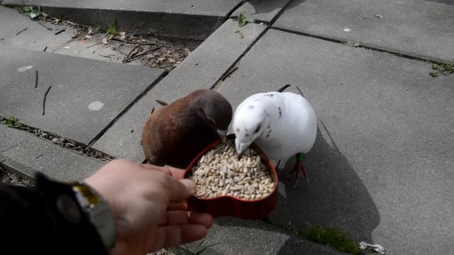 Para gołębi je słonecznik z pudełka w kształcie serca 