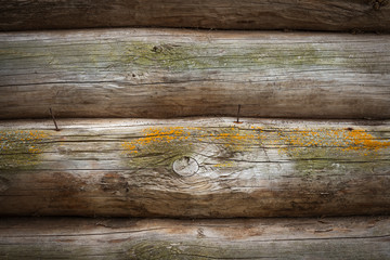 A wooden background. Old logs covered with mold and sticking rusty nails.