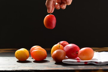 woman hand holding red and yellow plums on a wooden table back background 