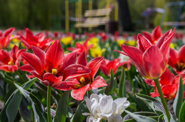 red tulips in the park of city