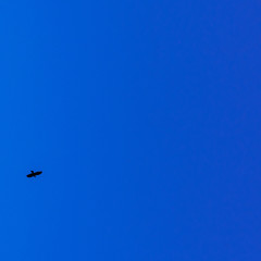 Bird silhouette on a classic blue sky background. Space for text. Business concept.