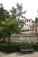 
Orange trees in the garden