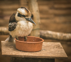 Gray bird with a long beak