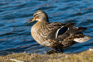Duck sitting at the edge of the lake