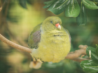 Green bird with an orange beak and a blue eye