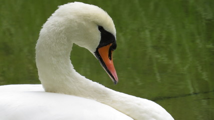 Fototapeta premium White Swan 