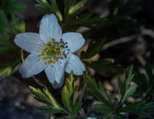 Zawilec gajowy, mały wiosenny kwiat