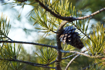 Pine tree