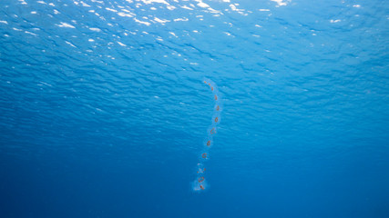 Jellyfish swim in turquoise water of coral reef in Caribbean Sea / Curacao