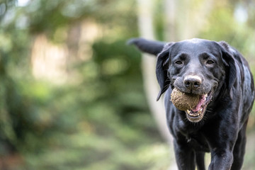 Dog playing with a tennis ball