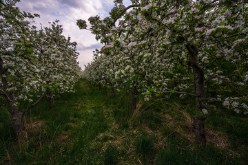 Fototapeta na wymiar Probably the oldest apple orchard in Appiano in Trentino Alto Adige with flowering trees.