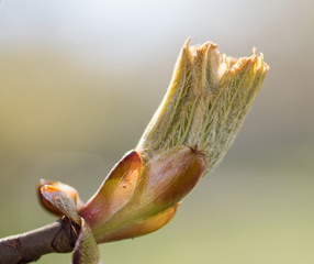 Awakening of the chestnut bud and the appearance of the first leaves close-up.