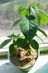 Avocado. Growing plants. Grow avocado from seed. Small tree.