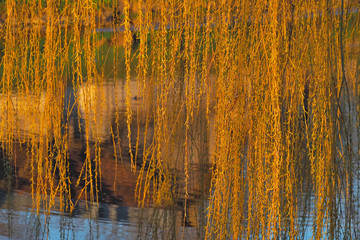 Weeping willow in spring over water at sunrise.
