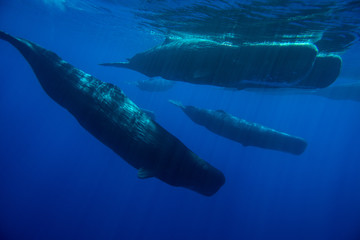 Naklejka premium Underwater shot of a family of sperm whales. Mauritius