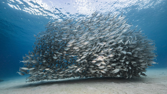 Bait ball / school of fish in shallow water of coral reef  in Caribbean Sea / Curacao