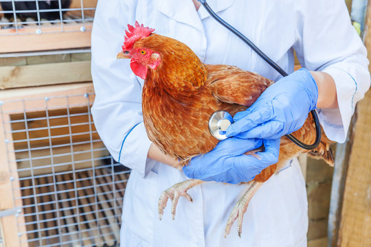 Veterinarian with stethoscope holding and examining chicken on ranch background. Hen in vet hands for check up in natural eco farm. Animal care and ecological farming concept.