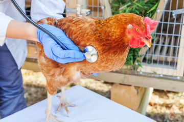 Veterinarian with stethoscope holding and examining chicken on ranch background. Hen in vet hands for check up in natural eco farm. Animal care and ecological farming concept.