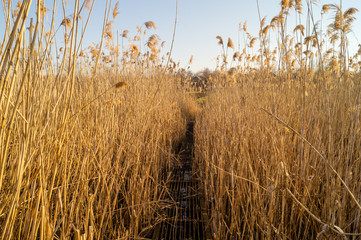 Obraz premium A metal bridge over the reeds. Lake and reeds