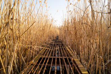 A metal bridge over the reeds. Lake and reeds