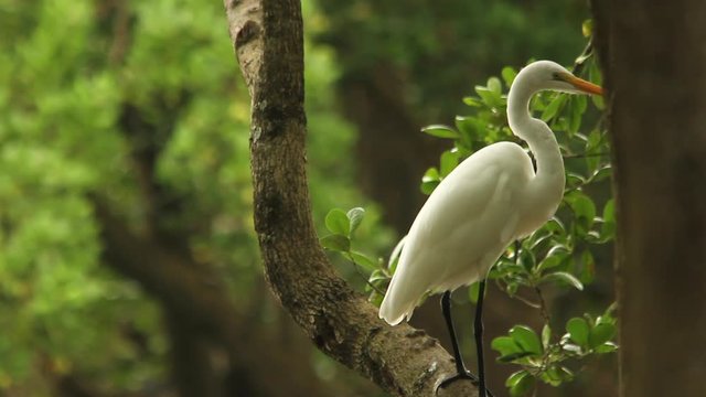Closeup of Great egret bird hunting in a mangrove environment during the day. Telephoto lens shot (500mm). Florian&oacute;polis, Santa Catarina / Brazil