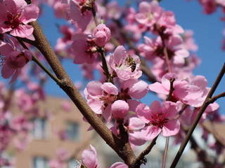 Peach - fruit tree in the garden blooming in pink