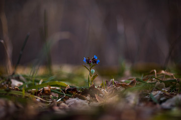 Pulmonária removed in the April forest in the Chuvash Republic in Russia