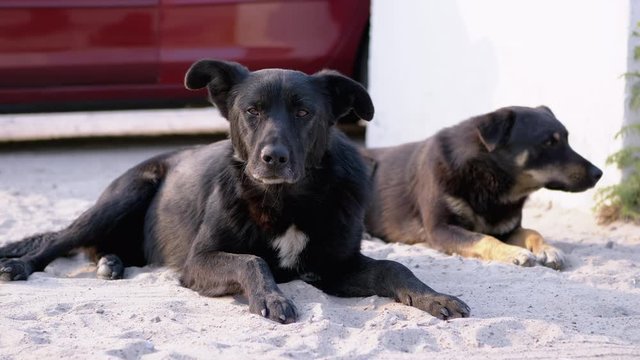 Two Homeless Dogs Lie on the Street. Yard Guard Dogs on Car Parking