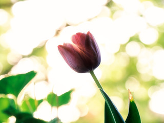 Red tulip and sunshine