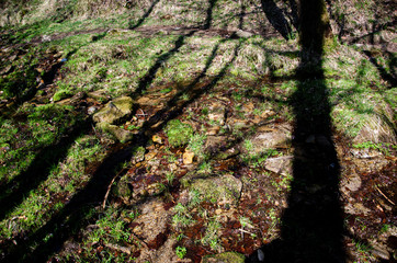 SHADOWS OF TREES ON MULCH AND MOSS IN THE FOREST ON A SUNNY DAY