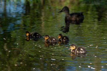 Mallard ducklings swimming amongst reeds in spring sunshine