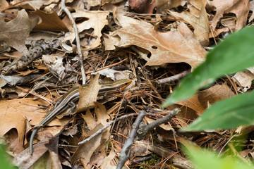 A common five-lined skink laying is the leaves on a forest floor. 