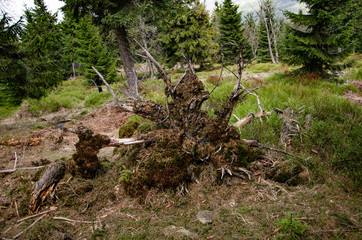 
uprooted tree with roots