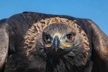 Portrait of Golden eagle hunting