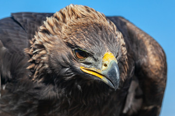 Portrait of Golden eagle hunting