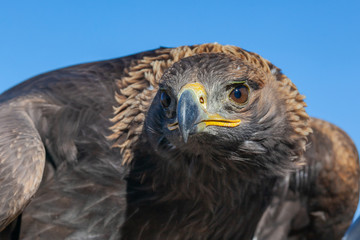 Portrait of Golden eagle hunting