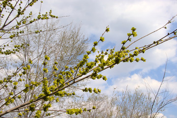 Flowering branches with green petals. Spring background with flowering trees.Tree on blue sky background.