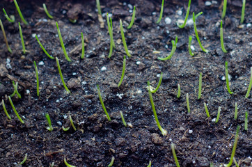Small germ of wheat. seed of green wheat grass grow up. Small germ of wheat. Ecology, seed. Spring begins with wheat fields. new life. organic food