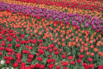 Tulpen Holland