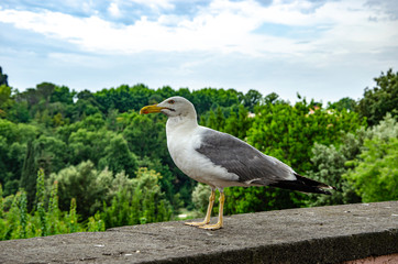 BEAUTIFUL LARGE SEAGULL SITTING ON A WALL IN A PARK