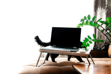 Laptop on a stand on the sofa against the background of the window.Cat behind the laptop. Empty white background on the left. Home interior. Home office. Working remotely. Work from home. Cozy office 