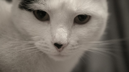 Biało czarny kot .