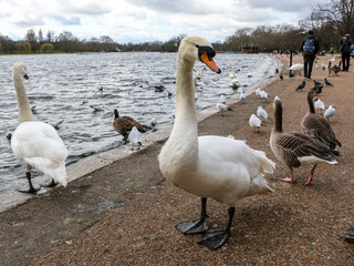 Aves en Hyde Park, en Londres