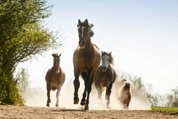 Foto op Plexiglas Pferdeherde rennt durch den Staub © Nadine Haase