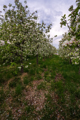 Probably the oldest apple orchard in Appiano in Trentino Alto Adige with flowering trees.