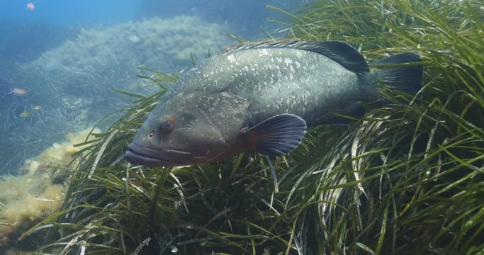 Dusky grouper  (Epinephelus marginatus) of Mediterranean sea, France.	